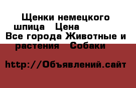 Щенки немецкого шпица › Цена ­ 20 000 - Все города Животные и растения » Собаки   